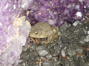 A toad (somewhere rather magical...) 